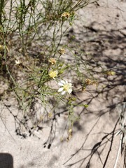 Gutierrezia gilliesii