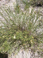 Gutierrezia gilliesii