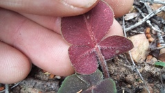Oxalis algoensis