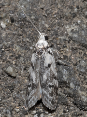 Lichenaula onychotypa