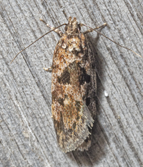 Barea melanodelta