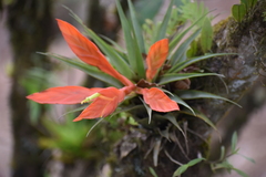Tillandsia cryptopoda