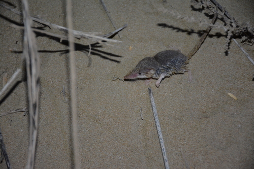 Zarudny's Rock Shrew (Crocidura zarudnyi) — Least Concern Mammalia