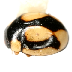 Hyperaspis fastidiosa