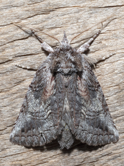 Gallaba eugraphes