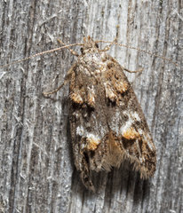 Eulechria callidesma