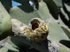 Opuntia spinulifera