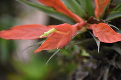 Tillandsia cryptopoda