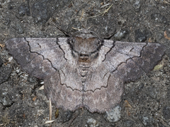 Hypobapta percomptaria