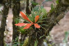 Tillandsia cryptopoda