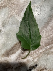 Chenopodiastrum hybridum