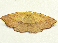 Planolocha obliquata