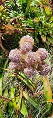Anisotome latifolia