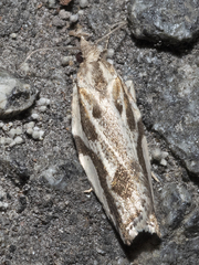 Technitis cataractis