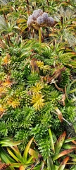 Anisotome latifolia