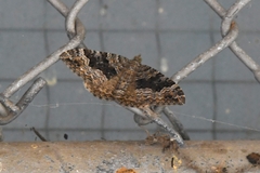 Chrysolarentia hilaodes