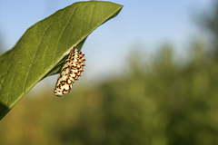 Melitaea didyma