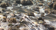Umbrina