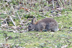 Oryctolagus cuniculus
