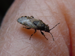 Heterogaster cathariae