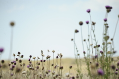 Cistothorus platensis