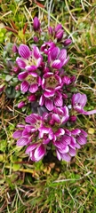 Gentianella cerina