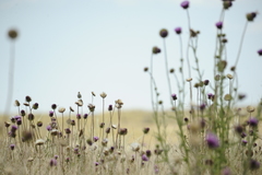 Cistothorus platensis