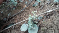 Crassula nemorosa