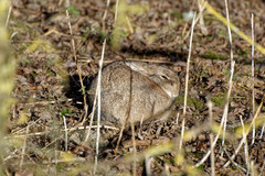 Oryctolagus cuniculus