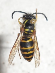 Vespula maculifrons
