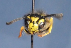 Vespula maculifrons