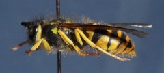 Vespula maculifrons