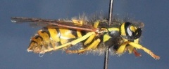 Vespula maculifrons