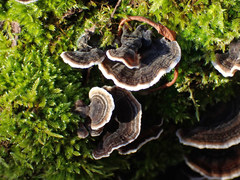 Trametes versicolor