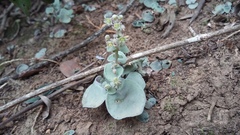 Crassula nemorosa