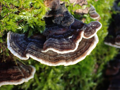 Trametes versicolor