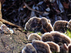 Trametes versicolor