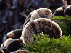 Trametes versicolor