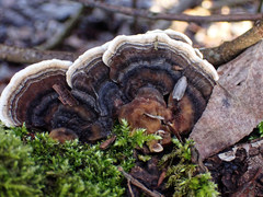 Trametes versicolor