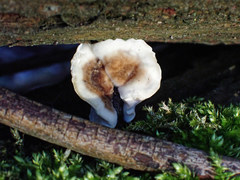 Trametes versicolor