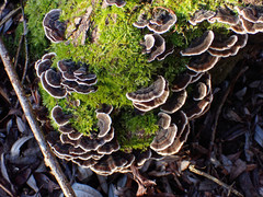 Trametes versicolor