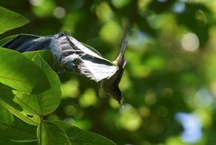 Vireo chivi
