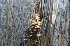 Phyllotopsis nidulans