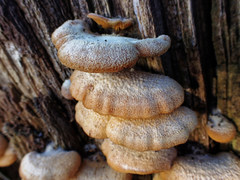 Phyllotopsis nidulans