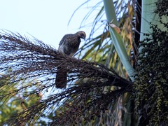 Ortalis araucuan