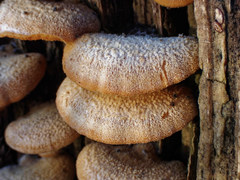 Phyllotopsis nidulans