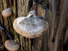 Phyllotopsis nidulans