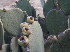 Opuntia spinulifera