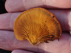 Phyllotopsis nidulans