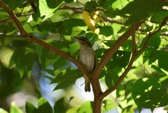 Vireo chivi